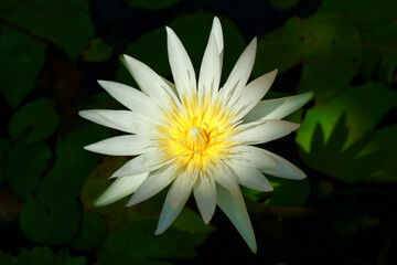White Lotus Flower