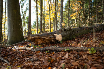 Hericium coralloides mushroom in forest