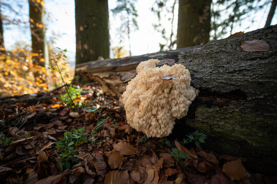 Hericium coralloides mushroom in forest