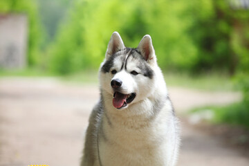 Beautiful gray siberian husky puppy in the park