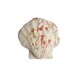 Seashell isolated