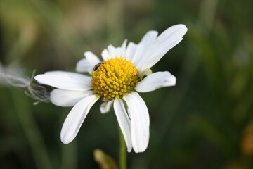 Daisy