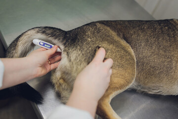 The dog owner check-up the dog temperature.