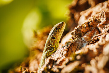 Lizard on tree // Eidechse am Baum (Light)