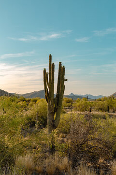 cactus in the desert © Jeremy Alford