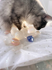 Cat selects crystals and does mineral healing session.