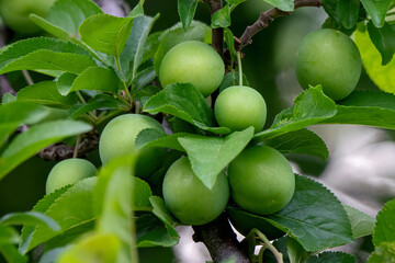 green apples on tree