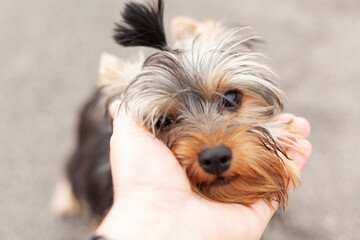 Little Yorkshire terrier puppy put his head in the owner's hand on a walk