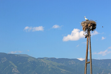 storks in their nest in Rose Valley, Bulgaria	