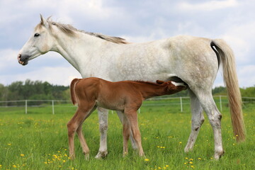 Obraz na płótnie Canvas beautiful chestnut foal with blaze drinking milk from a gray mare on the background of a green meadow