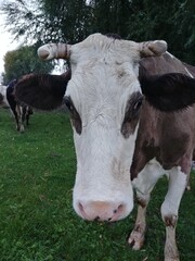 Fototapeta na wymiar cow