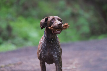 German shorthaired pointer dog playing with a stick in the forest.