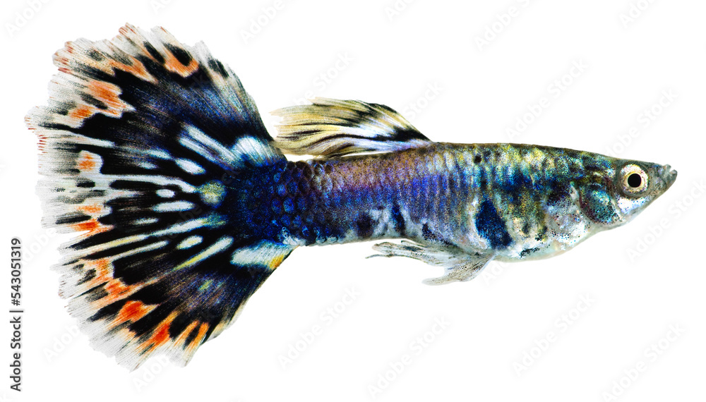 Poster Guppy fish  (Poecilia reticulata). PNG masked background.
 - Posters