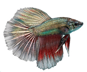 Siamese fighting fish. Betta Splendens. PNG masked background.
