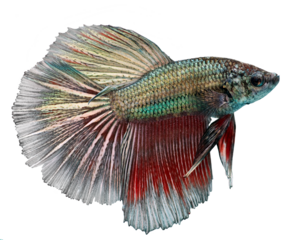 Siamese fighting fish. Betta Splendens. PNG masked background.
