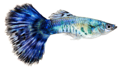 Blue guppy fish. Poecilia reticulata. PNG masked background.
 - obrazy, fototapety, plakaty
