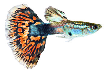 Guppy fish  (Poecilia reticulata). PNG masked background.
