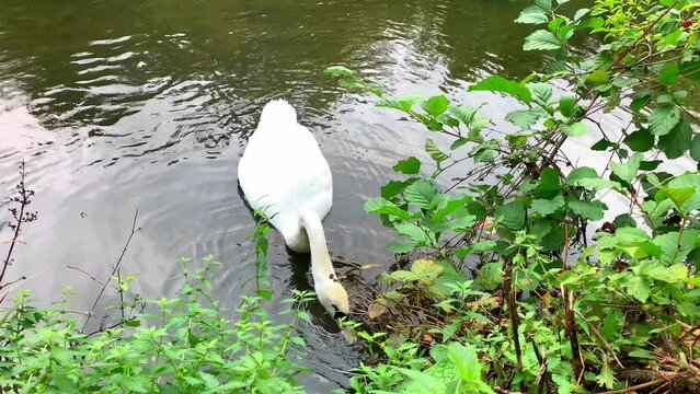 oiseau cygne blanc nage sur lac