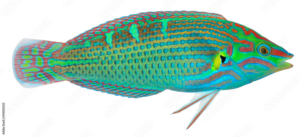 Wall mural Melanurus Wrasse. PNG masked background.
