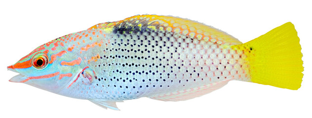 Checkerboard Wrasse. Halichoeres hortulanus. PNG masked background.  © johannes