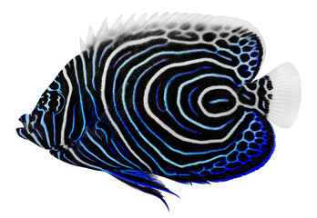 Emperor Angelfish. Pomacanthus Imperator. PNG masked background.
