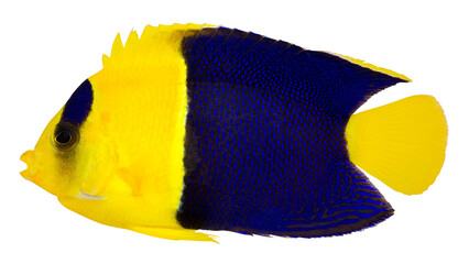 Bicolor Cherub angelfish (Centropyge Bicolor). PNG masked background.
