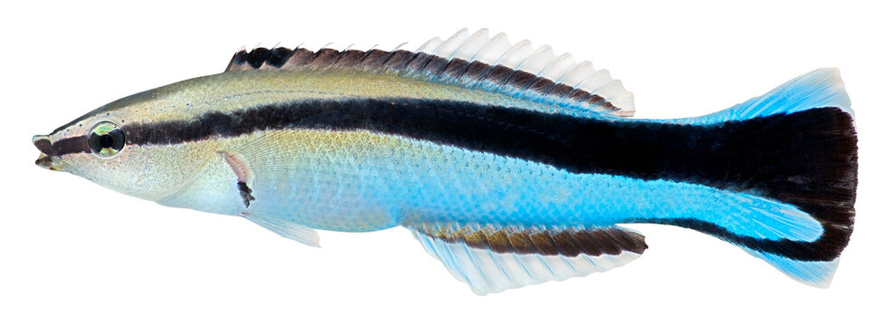 Cleaner Wrasse fish. Labroides Dimidiatus. PNG masked background.
