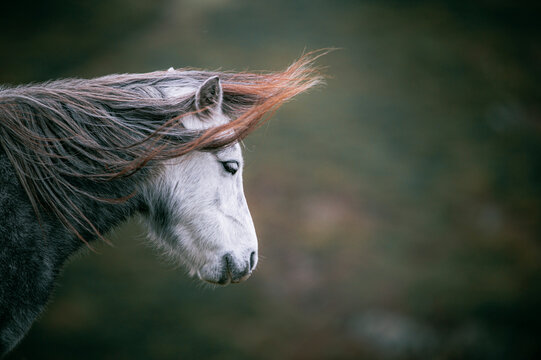 Portrait Of A Horse, Windy Day