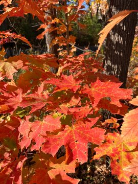 Red maple leavies in fall.