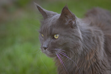beautiful, dignified thoroughbred Maine Coon cat