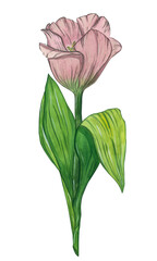 Delicate pink tulip with greenery. Isolate. Watercolor illustration.