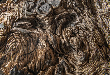 Unusual face and swirl patterns in a piece of burl wood