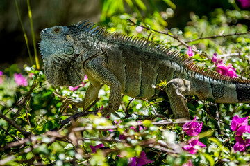 Naklejka premium Blue Iguana closeup in nature area
