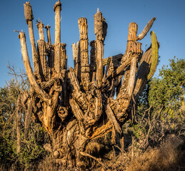800 - 1,000 yr old cactus in Pescadero, Baja California, Mexico