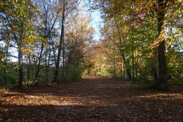 Foot Trail Through Canopy of Trees with Changing Fall Colors of Yellow, Gold and Orange in Daylight