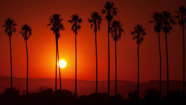 A beautiful time lapse sunset with the sun setting behind a row a tall palm trees.
