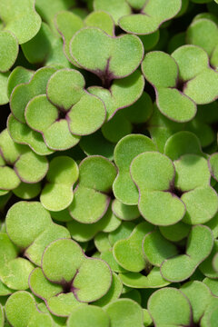 Triton Radish Microgreens