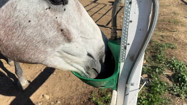 Horse drinks water from a special, automatic bowls for cattle or drinker on the farm. The concept of human-nature relations. Holsteiner horse is drinking from autodrinker. Horse in the stable.