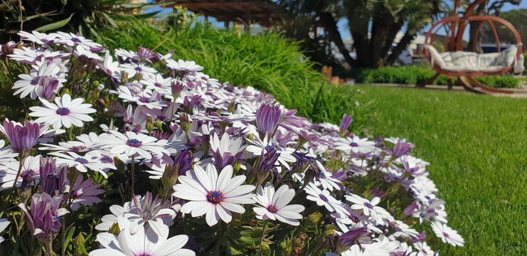 A bush of pink osteospermum or dimorphotheca blooms in the garden against the background of a hanging swing.