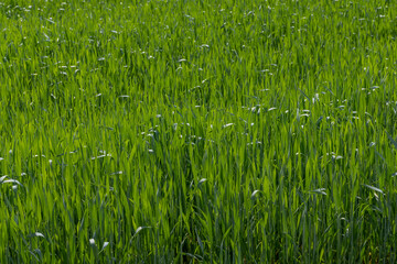An agricultural field where green cereals grow