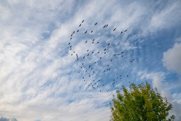 Geese in flight Over a park Oregon state.