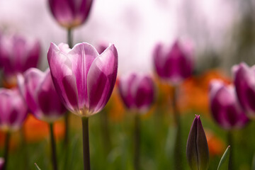 Spring flowers. Pink tulips in a park. Tulip background photo