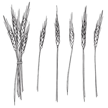 set of 5 black and white wheat stalk illustrations
