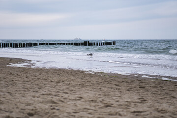 Sandy beach with a seagull on the eastern sea in Germany including a breakwater