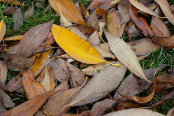 Closeup image of died leaves in the autumn season 