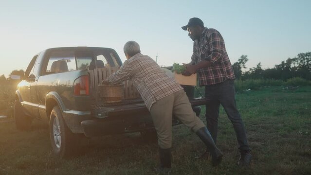 Happy mature African American man and Caucasian woman walking in field holding baskets with fresh vegetables and fruits putting them in pickup truck and talking. Harvest. Agriculture concept. Farming