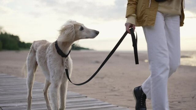 4k Woman walks with pet dog along beach in summer spbd. Close view of young female holding adult greyhound on leash and walking on seaside, traveling in countryside. One faceless person is having good