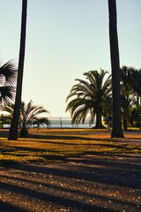 Vertical shot of palm trees on the sea coast