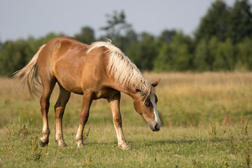 Naklejka na ściany i meble Horses grazing in a field, Poland