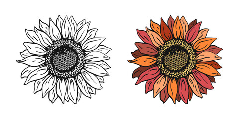 Set of two hand drawn sunflowers